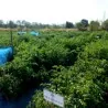 Semillas de auténticas tomate tailandés Sida