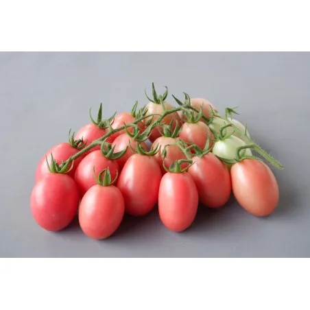 Sementes de tomate tailandeses autênticas Sida