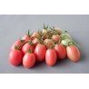 Price: €1.85 - Authentic Thai tomato seeds Sida - Seeds Gallery
