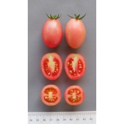 Graines de tomates thaïlandaises authentiques Sida  - 3
