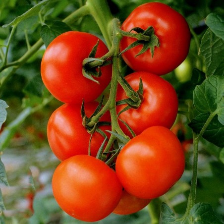Price: €2.25 - Hochwertiger Hybrid Tomatensamen Profit F1 -