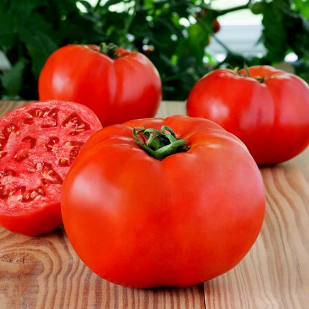 Price: €2.25 - Hochwertiger Hybrid Tomatensamen Profit F1 -