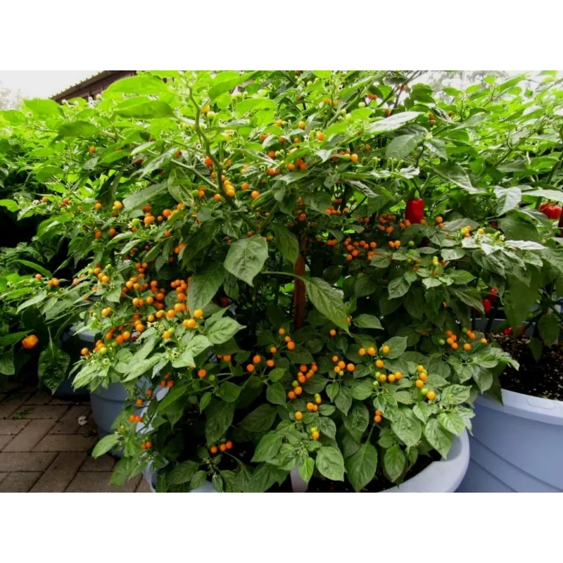500 Graines de piment Charapita