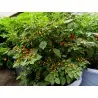 500 Graines de piment Charapita