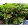 Price: €70 - Charapita Chili 500 Seeds - Seeds Gallery