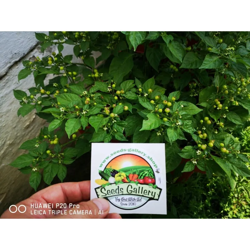 500 Graines de piment Charapita