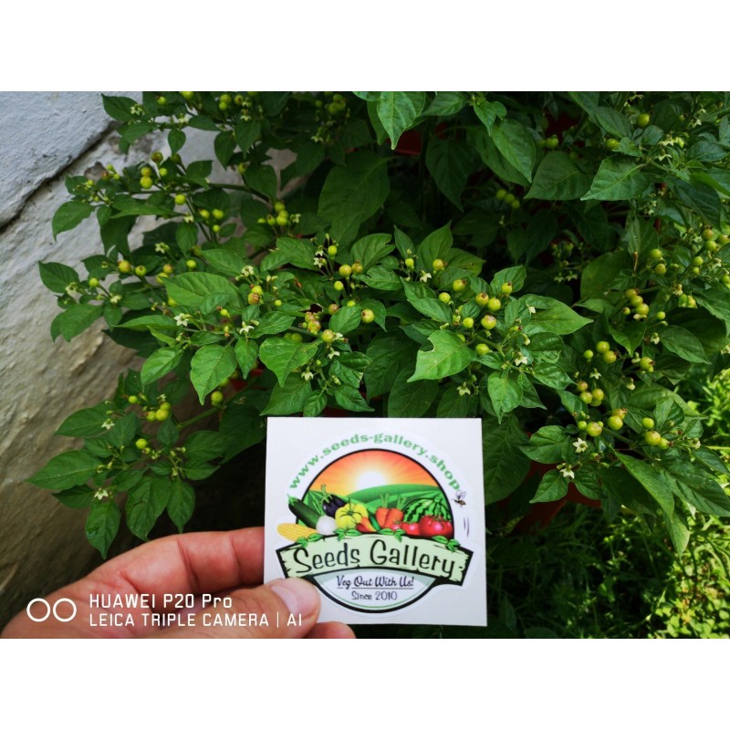 Price: €70 - Charapita Chili 500 Seeds - Seeds Gallery