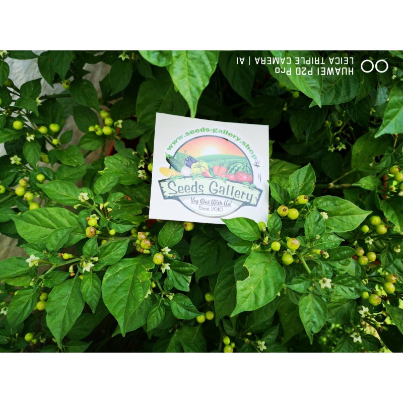 Price: €70 - Charapita Chili 500 Seeds - Seeds Gallery