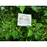 Price: €70 - Charapita Chili 500 Seeds - Seeds Gallery