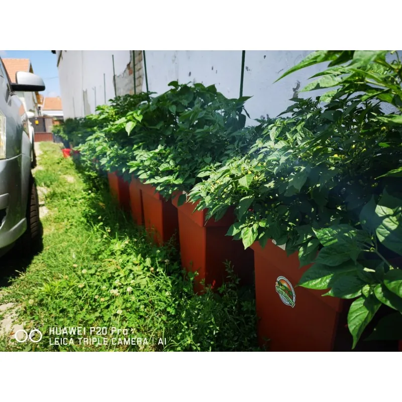 500 Sementes de pimenta Charapita ou charapilla