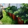 500 Graines de piment Charapita