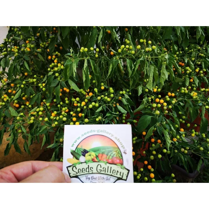 500 Graines de piment Charapita