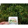 500 Graines de piment Charapita