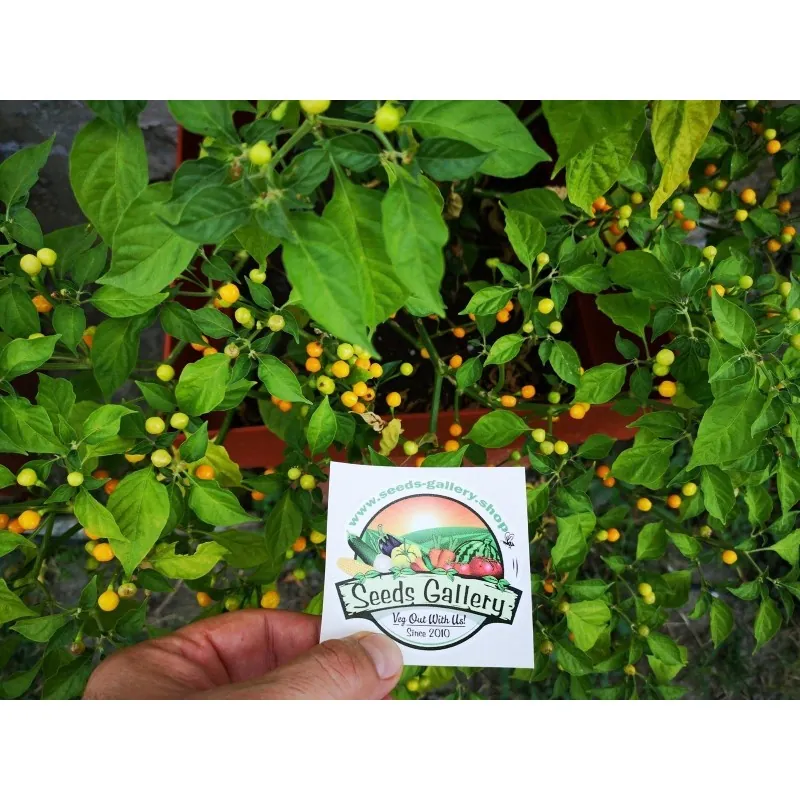 500 Graines de piment Charapita