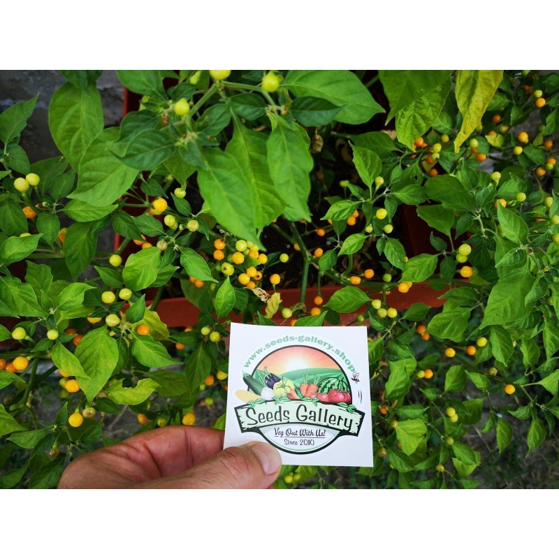 Price: €70 - Charapita Chili 500 Seeds - Seeds Gallery