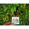Price: €70 - Charapita Chili 500 Seeds - Seeds Gallery