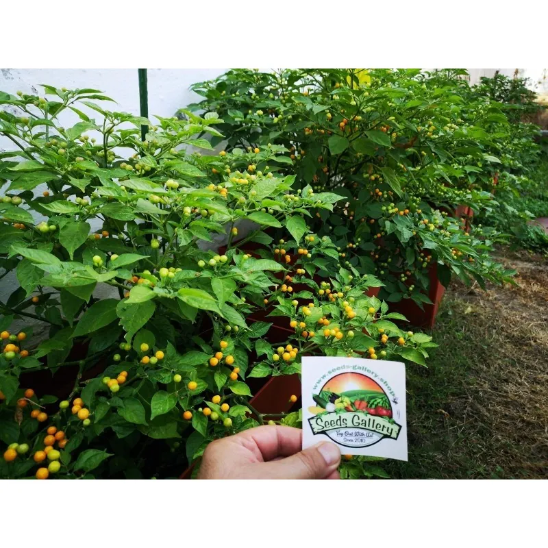 500 Graines de piment Charapita