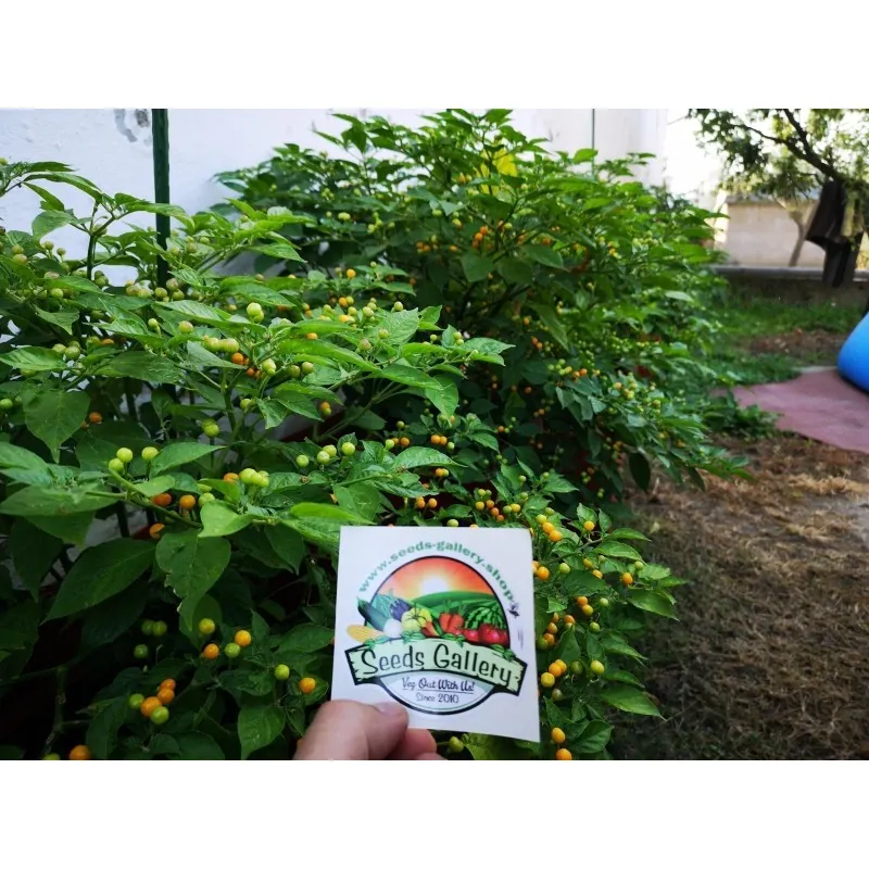 500 Graines de piment Charapita