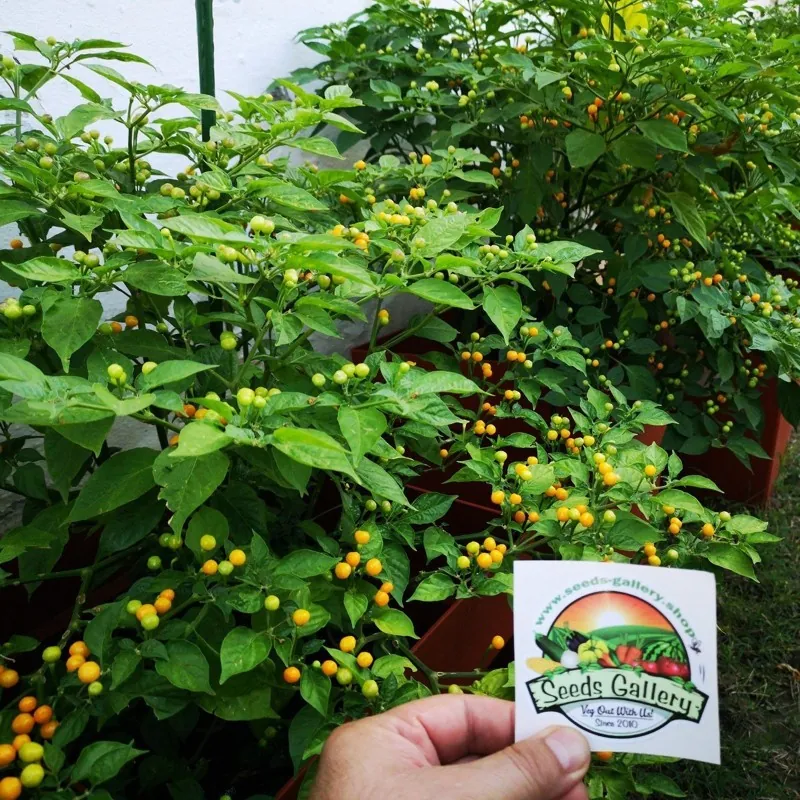 500 Graines de piment Charapita