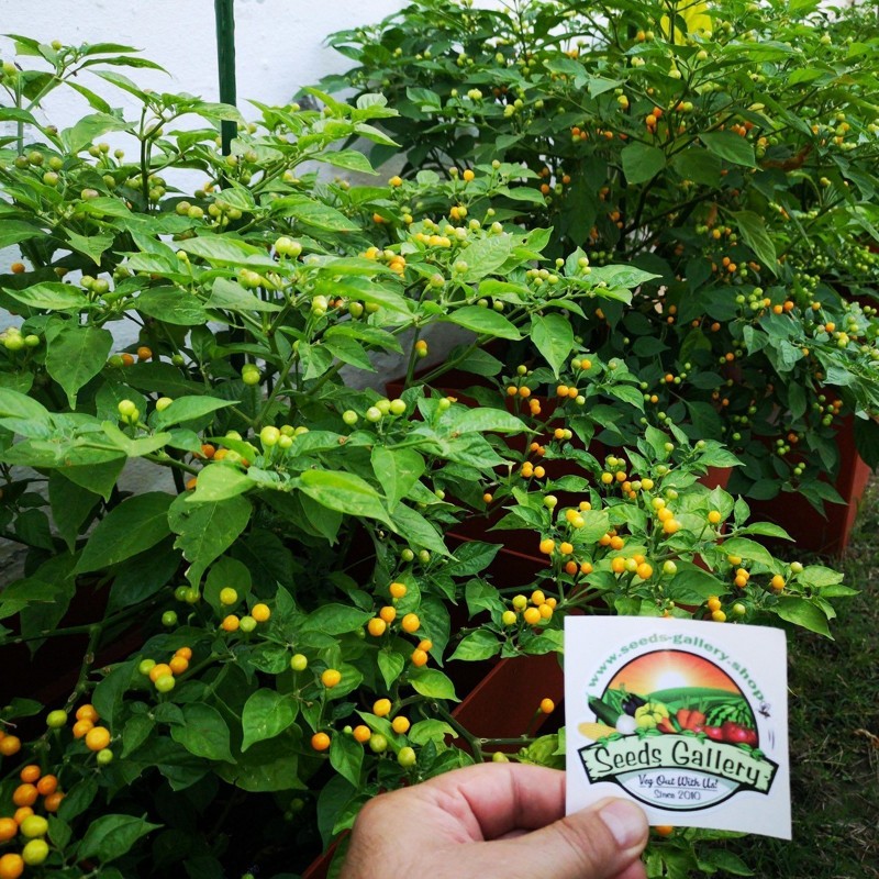 Price: €70 - Charapita Chili 500 Seeds - Seeds Gallery