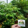 500 Graines de piment Charapita