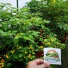 Price: €70 - Charapita Chili 500 Seeds - Seeds Gallery