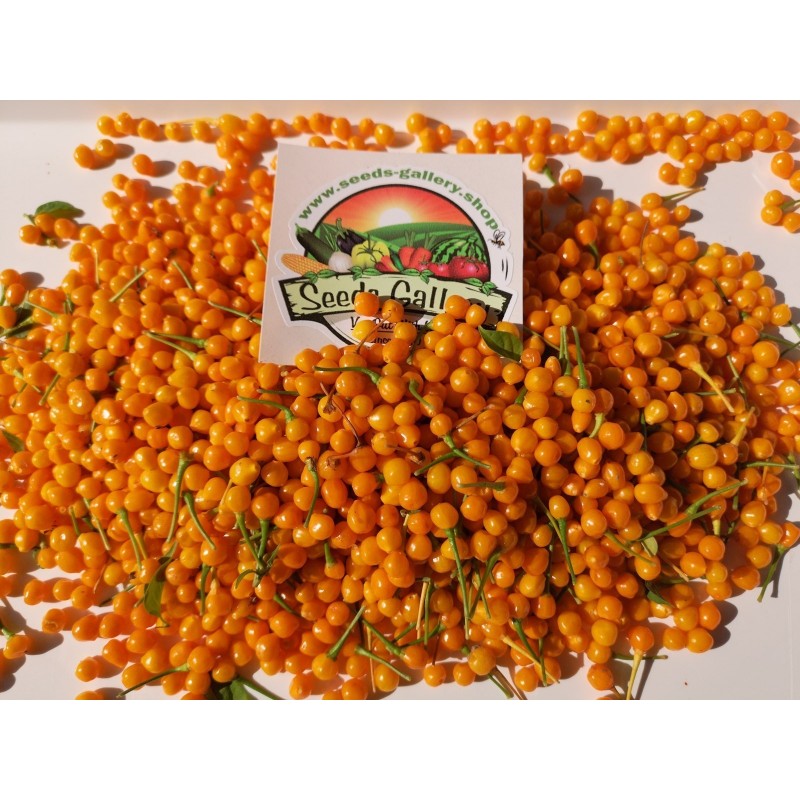 Price: €70 - Charapita Chili 500 Seeds - Seeds Gallery