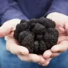 Black Truffle Mycelium (Tuber melanosporum)