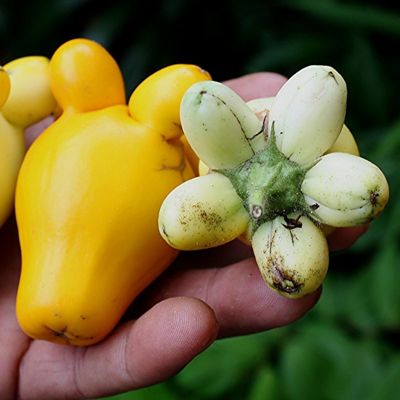 Kuheuterpflanze Samen (Solanum Mammosum)