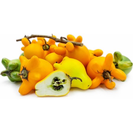 Semi di pianta dei capezzoli (solanum mammosum)