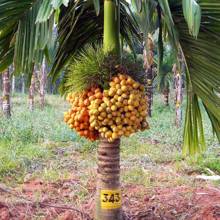 Areca Nut Palm, Betel Palm Seeds (Areca catechu) - 4.365