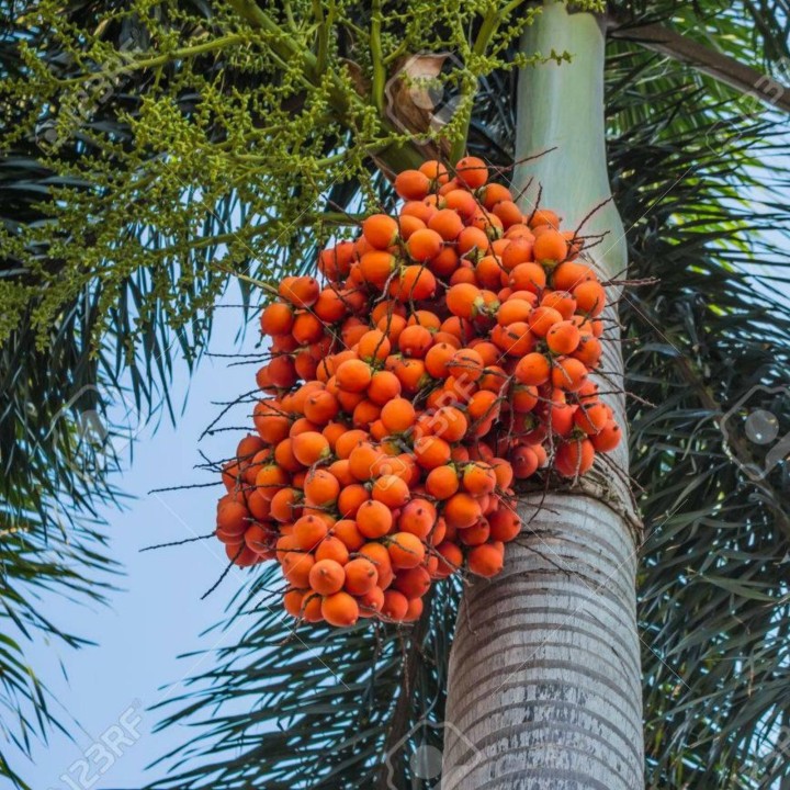 Areca Nut Palm, Betel Palm Seeds (Areca catechu) - 4.365