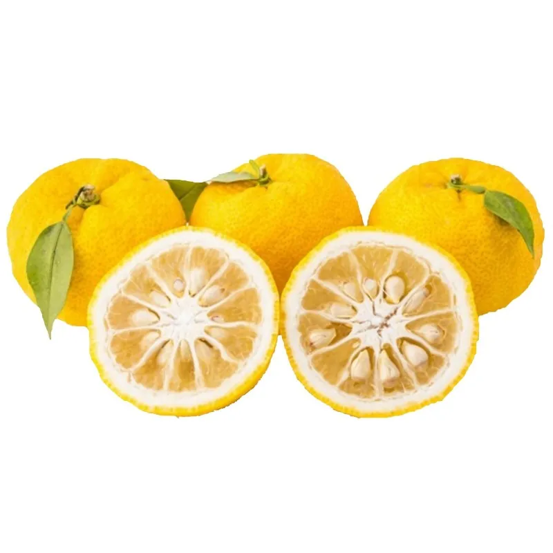 Graines de Yuzu -20 ° C (Citrus junos)