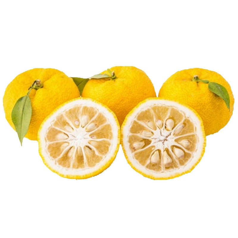Price: €4.15 - Yuzu Zitrone Samen Winterhart bis -20°C (Citrus junos) - 