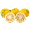 Graines de Yuzu -20 ° C (Citrus junos)