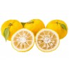 Price: €4.15 - Yuzu Zitrone Samen Winterhart bis -20°C (Citrus junos) - 