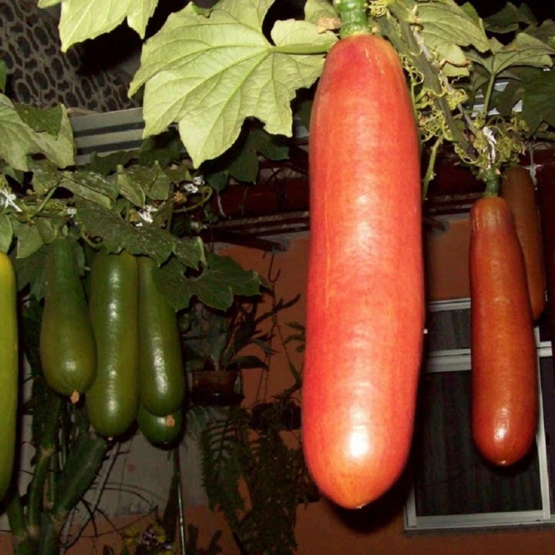 Sementes de Melão Croá ou Caboclo-Cassabanana (Sicana odorifera)
