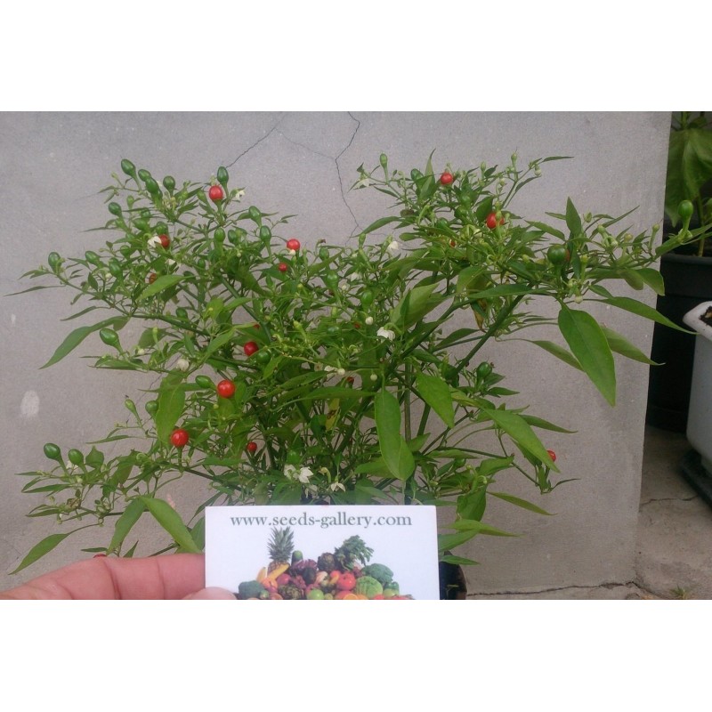Price: €1.5 - Tepin - Chiltepin Chili Samen - Seeds Gallery