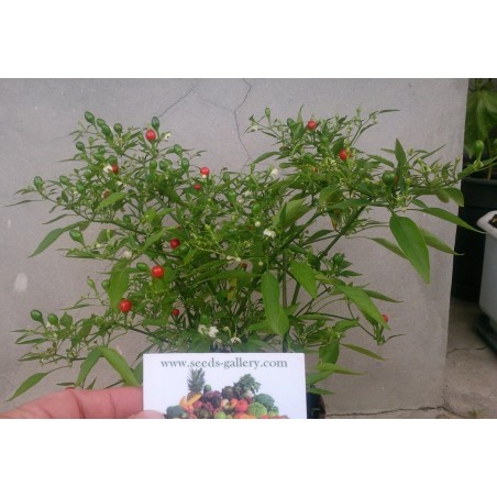 Price: €1.5 - Tepin - Chiltepin Chili Samen - Seeds Gallery