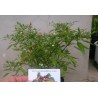 Price: €1.5 - Tepin - Chiltepin Chili Samen - Seeds Gallery