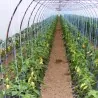 Semillas de pimiento dulce húngaro Syn. Cecei