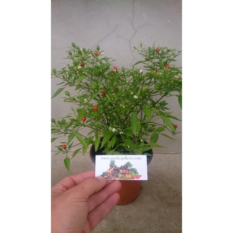 Price: €1.5 - Sementes de Pimenta Chiltepin ou Tepin - Seeds Gallery