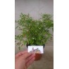 Price: €1.5 - Tepin - Chiltepin Chili Samen - Seeds Gallery