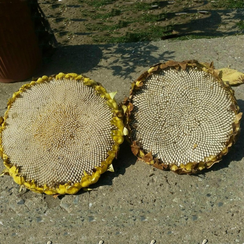 Graines de tournesol blanc géant