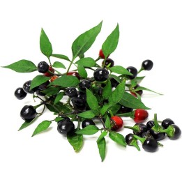 Chiltepin Chili Seeds - 222.850193