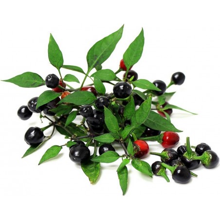 Price: €1.5 - Tepin - Chiltepin Chili Samen - Seeds Gallery
