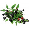Price: €1.5 - Tepin - Chiltepin Chili Samen - Seeds Gallery