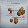 Süßmandel - Mandelbaum Samen (Prunus dulcis) | 2,55 €