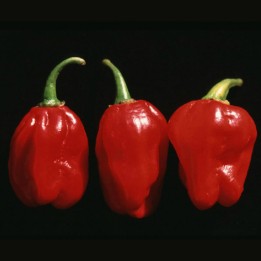 Chili Numex Suave Red Seeds - 1.71