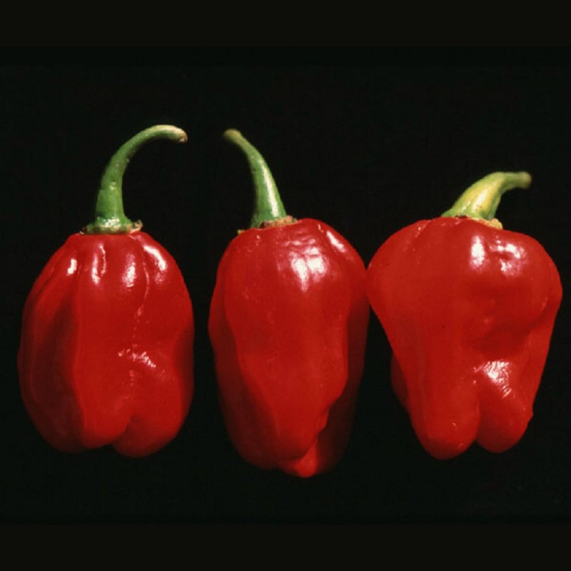 Price: €1.9 - Numex Suave Red Chili Frön - Seeds Gallery